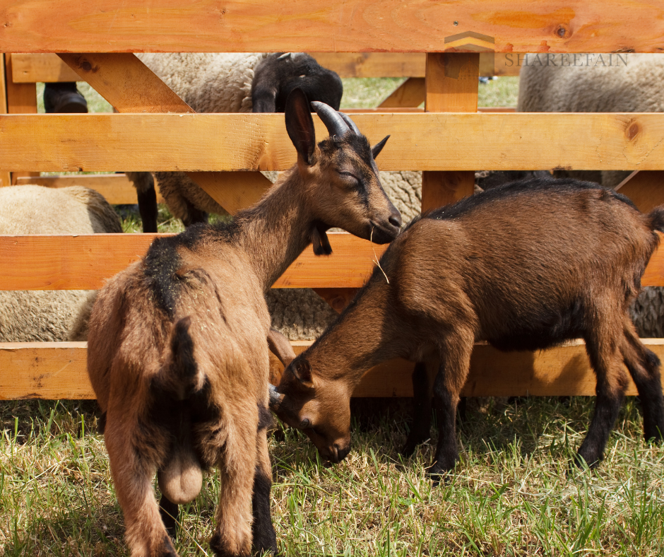 Aqeeqah For New-born Baby Boy