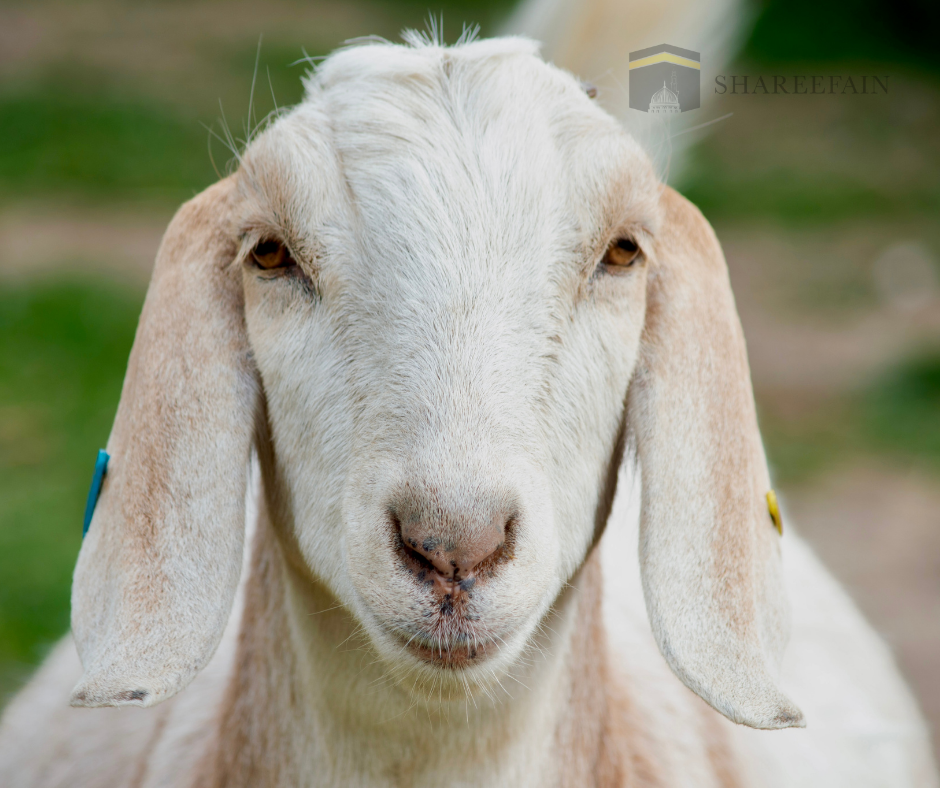 Aqeeqah For New-Born Baby Girl