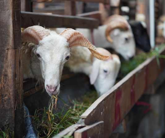 EID UL ADHA QURBANI